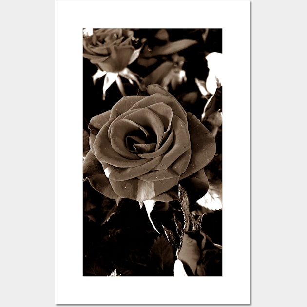 Roses Outside the Store in Black and White 3 Wall Art by Ric1926